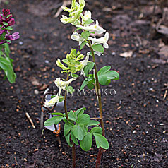 CORYDALIS marschalliana f. candida